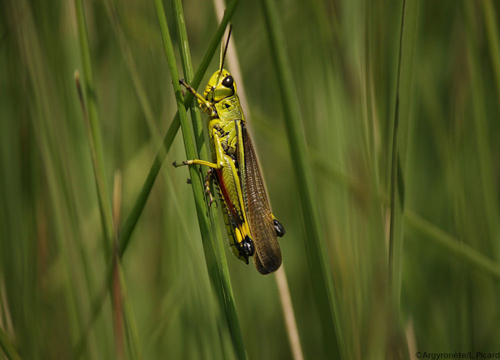 23_07_2014_langonnet_s-grossum_2_LPicard_GRETIA